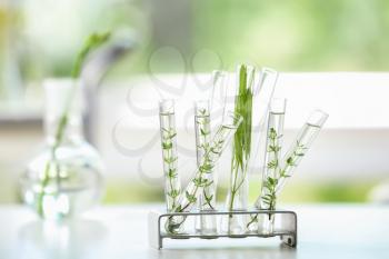 Test tubes with plants in holder on table�