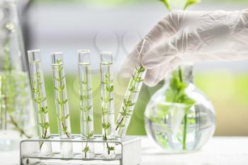 Laboratory worker taking test tube with plant from holder�