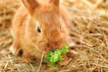 Cute fluffy bunny eating lettuce on straw�