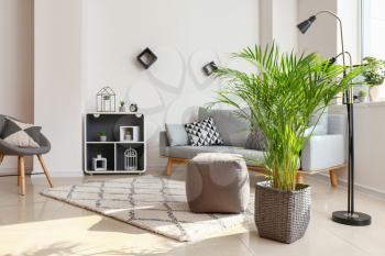 Decorative Areca palm in interior of room�
