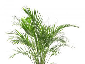 Decorative Areca palm on white background�