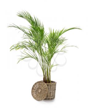 Decorative Areca palm on white background�
