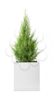 Cypress tree on white background�