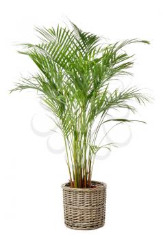 Areca palm in pot on white background�