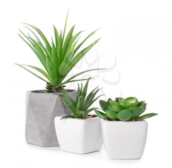 Different houseplants on white background�