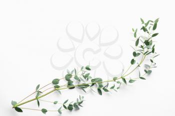 Branch of tropical plant on white background�