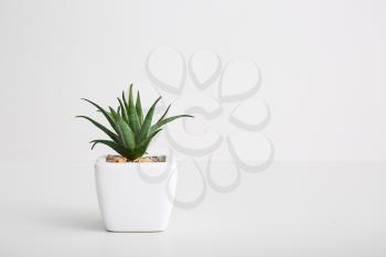 Green plant in pot on white background�