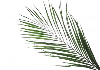 Green palm leaf on white background�