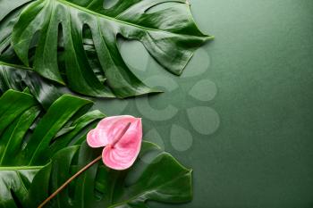 Green tropical leaves and flower on color background�