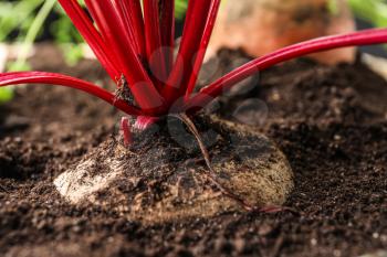 Growing fresh beetroot in soil, closeup�
