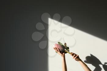 Female hands holding tropical flower on light background�