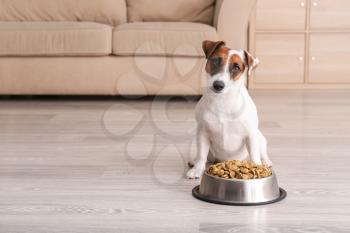 Cute funny dog near bowl with dry food at home�
