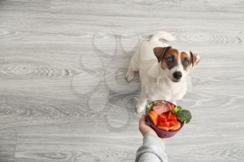 Owner feeding cute dog at home�