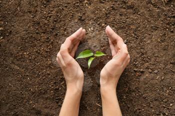 Woman setting out plant in soil�