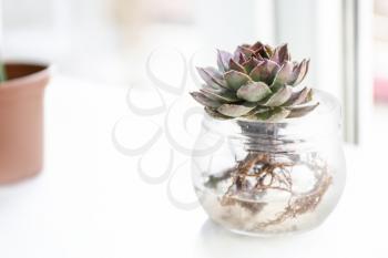 Succulent in jar with water on table�