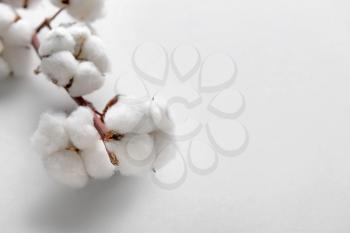 Cotton flowers on light background�