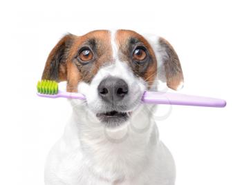 Cute dog with toothbrush on white background�
