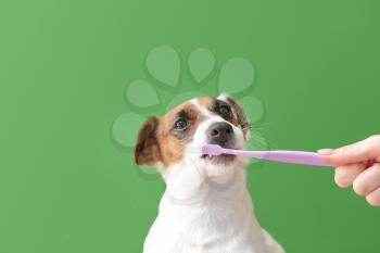 Owner cleaning teeth of cute dog with brush on color background�