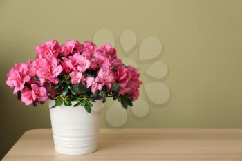Pot with beautiful blooming azalea on table against color background�