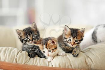Cute funny kittens at home�