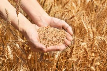 Female farmer with wheat grains in field�