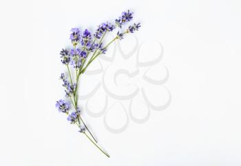 Beautiful lavender flowers on white background�
