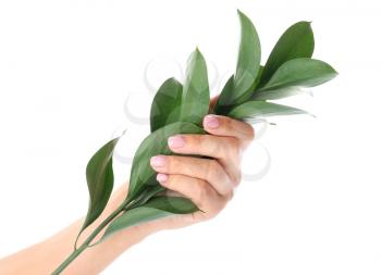 Female hand with beautiful manicure holding green branch on white background�