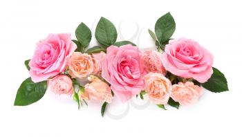 Beautiful rose flowers on white background�