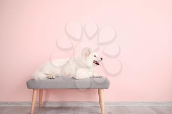 Cute Samoyed dog lying on bench near color wall�