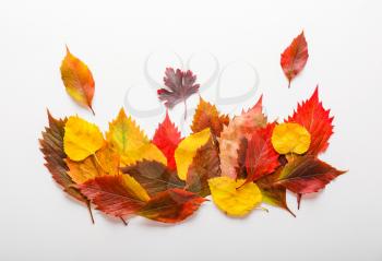 Beautiful autumn leaves on white background�