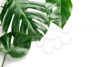 Fresh tropical leaves on white background�