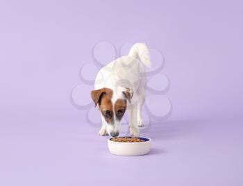 Cute Jack Russell Terrier with dry food in bowl on color background�