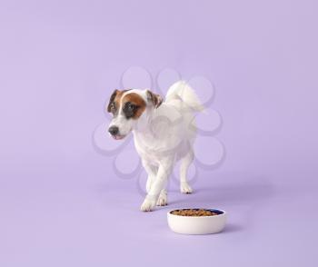 Cute Jack Russell Terrier with dry food in bowl on color background�