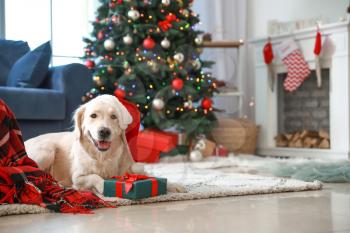 Cute funny dog with gift in room decorated for Christmas�