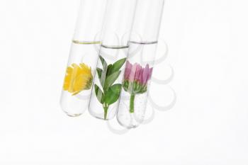 Test tubes with plants on white background�