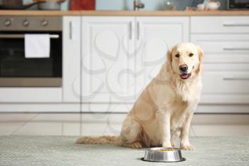 Cute dog near bowl with food in kitchen�