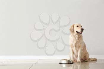 Cute dog and bowl with food near light wall�