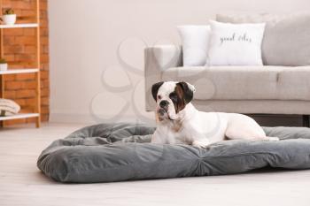 Cute dog lying on pet bed at home�
