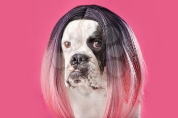 Funny dog in wig on color background�