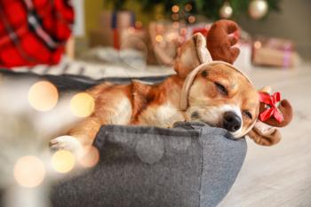 Cute dog in pet bed at home on Christmas eve�