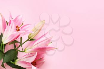 Beautiful lilies on color background�
