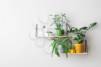 Modern shelves with houseplants hanging on light wall�