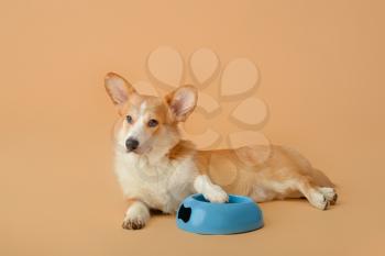Cute dog and bowl with food on color background�