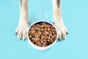 Cute dog near bowl with dry food on color background�