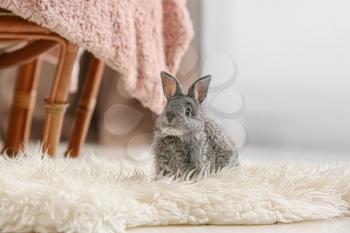 Cute rabbit on fluffy rug in room�
