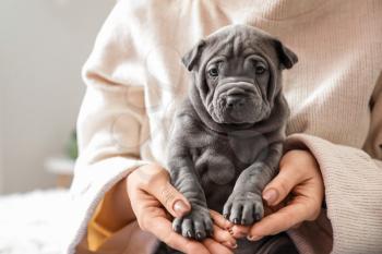 Owner with cute puppy at home�