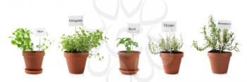 Different fresh herbs in pots on white background�