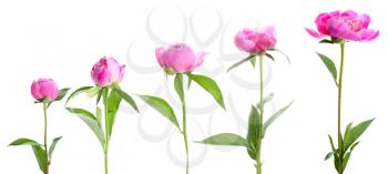 Different stages of blooming peony flower against white background�