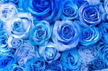 Beautiful blue rose flowers, top view�