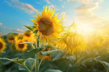Beautiful sunflower field on summer day�